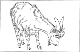 山羊线描 山羊白描 山羊素描