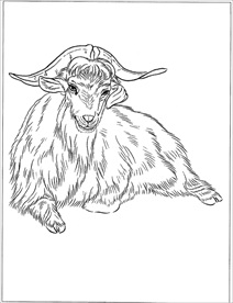 山羊线描 山羊白描 山羊素描