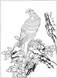 雄鹰线描 雄鹰白描 雄鹰素描
