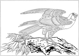 雄鹰线描 雄鹰白描 雄鹰素描