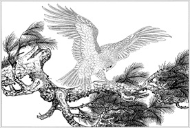 雄鹰线描 雄鹰白描 雄鹰素描