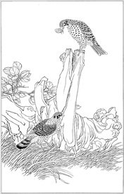 雄鹰线描 雄鹰白描 雄鹰素描