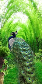 3D立体竹林孔雀玄关