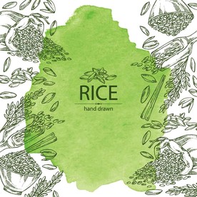 大米主食手绘素描设计素材