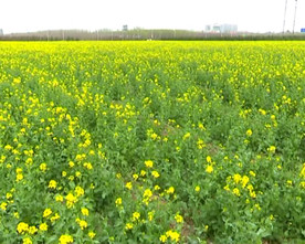 油菜花