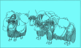 牦牛线描 牦牛白描 牦牛素描