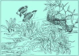 飘带兜兰线描 飘带兜兰白描