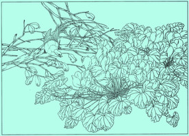 兔耳兰线描 兔耳兰白描 兔耳兰