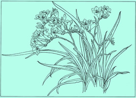 香雪兰线描 香雪兰白描 香雪兰