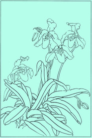 洋兰线描 洋兰白描 洋兰素描