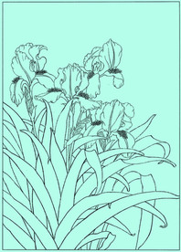 鸢尾兰线描 鸢尾兰白描 鸢尾兰