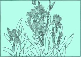 鸢尾兰线描 鸢尾兰白描 鸢尾兰