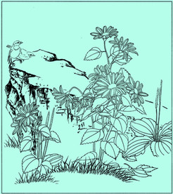 菊花线描 菊花白描 菊花素描