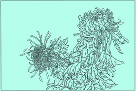 菊花线描 菊花白描 菊花素描