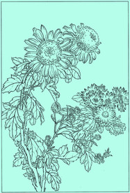 菊花线描 菊花白描 菊花素描