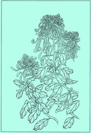 菊花线描 菊花白描 菊花素描
