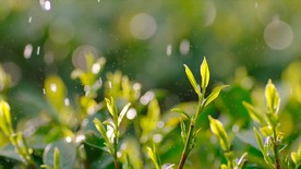 实拍春茶素材 茶语