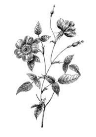 复古欧式素描花卉