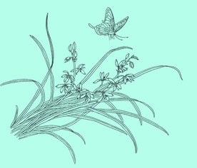 兰花线描 兰花白描 兰花素描