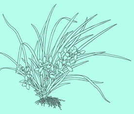 兰花线描 兰花白描 兰花素描