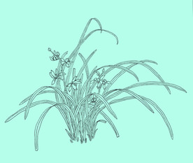 兰花线描 兰花白描 兰花素描