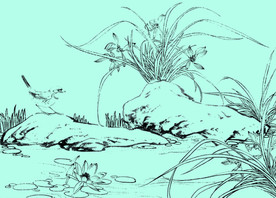 兰花线描 兰花白描 兰花素描