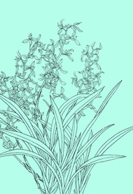 兰花线描 兰花白描 兰花素描