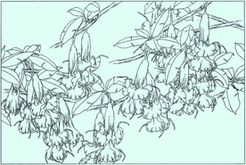 曼陀罗线描 曼陀罗白描 曼陀罗