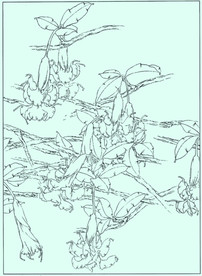 曼陀罗线描 曼陀罗白描 曼陀罗