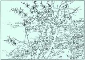 梅花线描 梅花白描 梅花素描