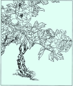 牡丹花线描 牡丹花白描 牡丹花