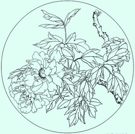 牡丹花线描 牡丹花白描 牡丹花