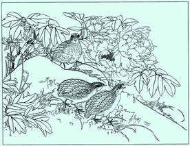 牡丹花线描 牡丹花白描 牡丹花