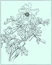 牡丹花线描 牡丹花白描 牡丹花