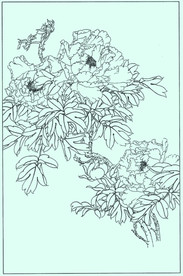 牡丹花线描 牡丹花白描 牡丹花