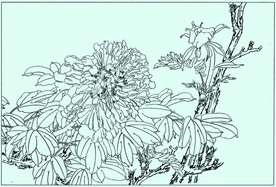牡丹花线描 牡丹花白描 牡丹花