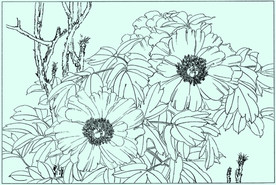 牡丹花线描 牡丹花白描 牡丹花