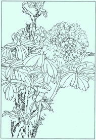 牡丹花线描 牡丹花白描 牡丹花