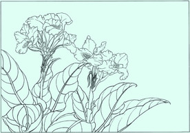 美人蕉线描 美人蕉白描 美人蕉