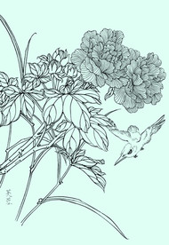 芙蓉线描 芙蓉白描 芙蓉素描