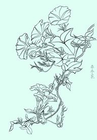 牵牛花线描 牵牛花白描 牵牛花