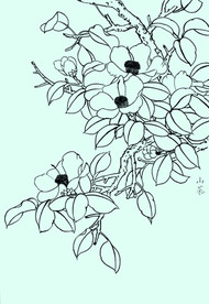 山茶线描 山茶白描 山茶素描