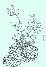 仙客来线描 仙客来白描 仙客来