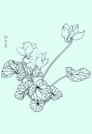 仙客来线描 仙客来白描 仙客来