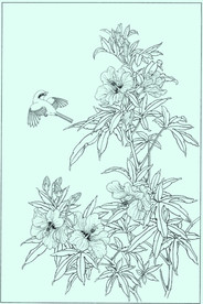 秋葵线描 秋葵白描 秋葵素描