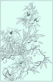 秋葵线描 秋葵白描 秋葵素描