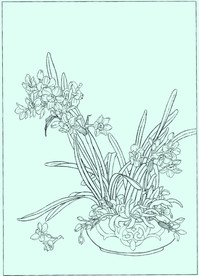 水仙线描 水仙白描 水仙素描