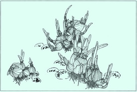 水仙线描 水仙白描 水仙素描