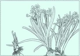 水仙线描 水仙白描 水仙素描
