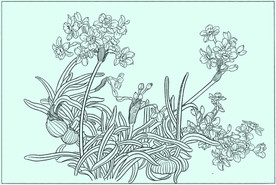 水仙线描 水仙白描 水仙素描